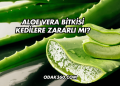 Aloe Vera Bitkisi Kedilere Zararlı mı?
