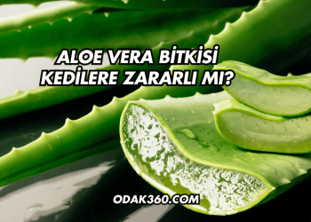 Aloe Vera Bitkisi Kedilere Zararlı mı?