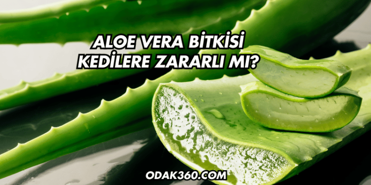 Aloe Vera Bitkisi Kedilere Zararlı mı?