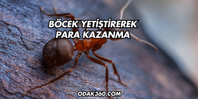 Böcek Yetiştirerek Para Kazanma