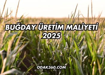 Buğday Üretim Maliyeti 2025
