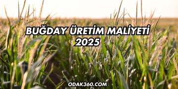 Buğday Üretim Maliyeti 2025