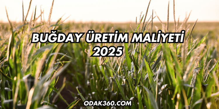 Buğday Üretim Maliyeti 2025