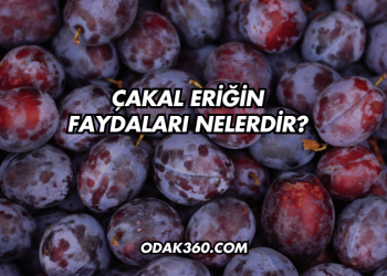 Çakal Eriğin Faydaları Nelerdir?