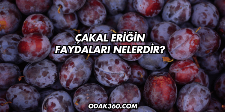 Çakal Eriğin Faydaları Nelerdir?
