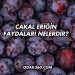 Çakal Eriğin Faydaları Nelerdir?