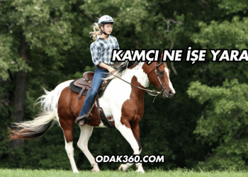 Kamçı Ne İşe Yarar?