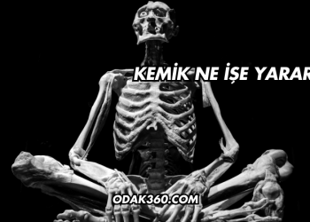 Kemik Ne İşe Yarar?