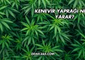 Kenevir Yaprağı Ne İşe Yarar?