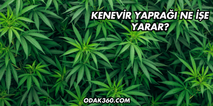 Kenevir Yaprağı Ne İşe Yarar?