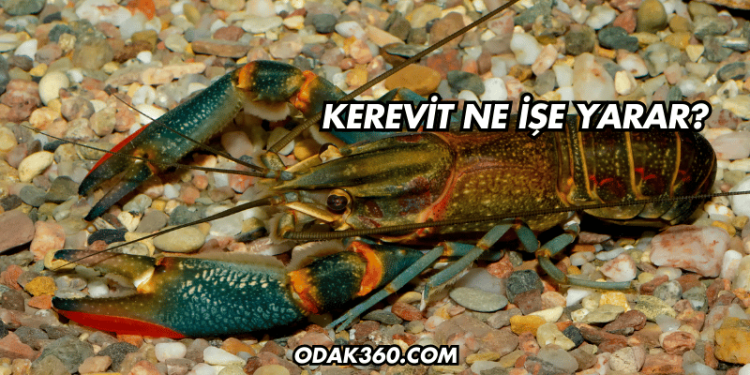 Kerevit Ne İşe Yarar?