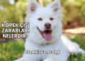 Köpek Çişi Zararları Nelerdir?
