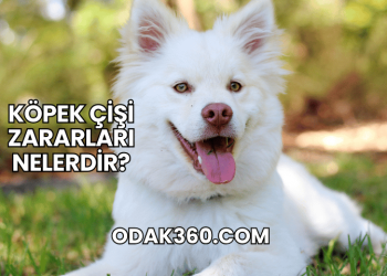 Köpek Çişi Zararları Nelerdir?