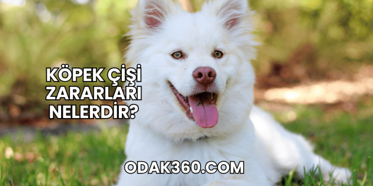 Köpek Çişi Zararları Nelerdir?