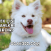Köpek Çişi Zararları Nelerdir?