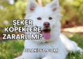 Şeker Köpeklere Zararlı mı?