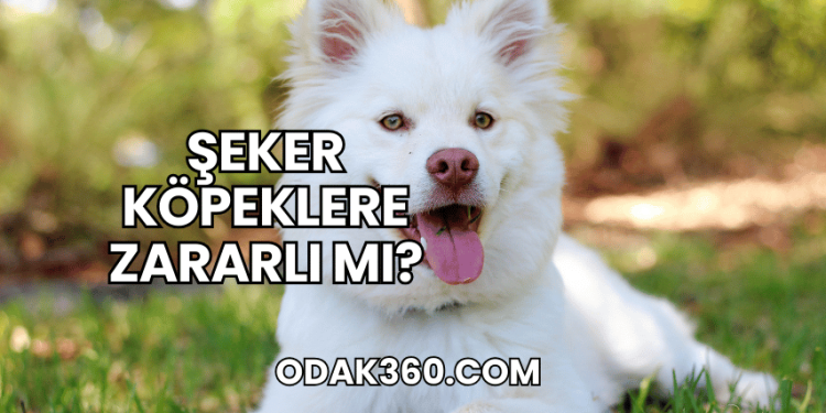Şeker Köpeklere Zararlı mı?
