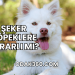 Şeker Köpeklere Zararlı mı?