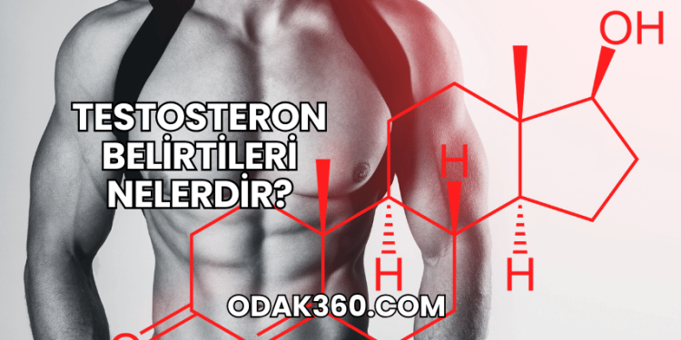 Testosteron Belirtileri Nelerdir?