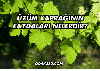 Üzüm Yaprağının Faydaları Nelerdir?