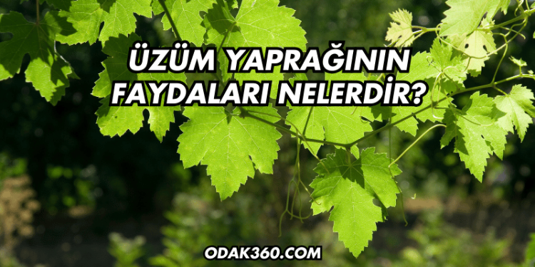 Üzüm Yaprağının Faydaları Nelerdir?
