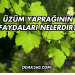 Üzüm Yaprağının Faydaları Nelerdir?