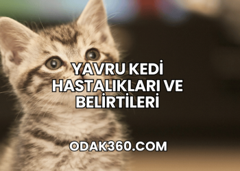 Yavru Kedi Hastalıkları ve Belirtileri