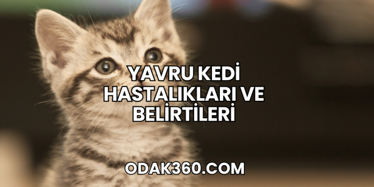 Yavru Kedi Hastalıkları ve Belirtileri