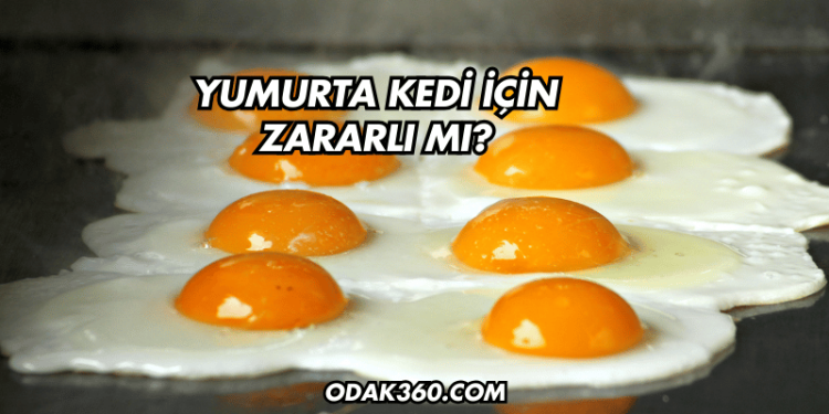 Yumurta Kedi İçin Zararlı mı?