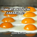Yumurta Kedi İçin Zararlı mı?