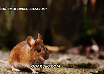 Fare Öldürmek Orucu Bozar mı?