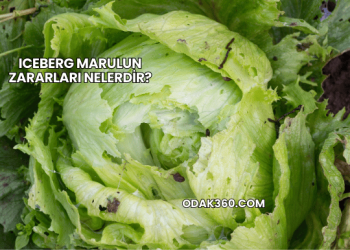 Iceberg Marulun Zararları Nelerdir?