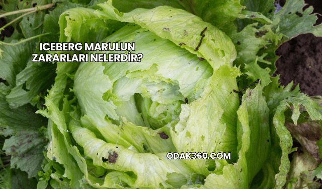Iceberg Marulun Zararları Nelerdir?