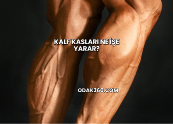 Kalf Kasları Ne İşe Yarar?