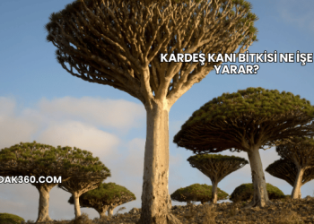 Kardeş Kanı Bitkisi Ne İşe Yarar?