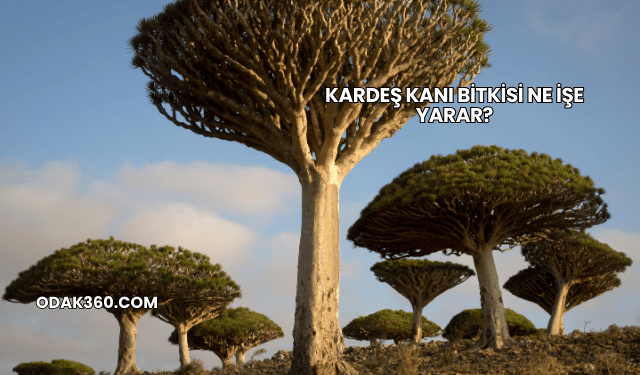 Kardeş Kanı Bitkisi Ne İşe Yarar?