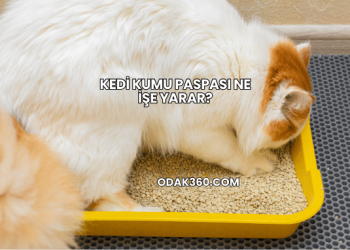 Kedi Kumu Paspası Ne İşe Yarar?