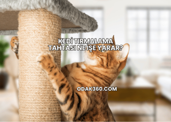 Kedi Tırmalama Tahtası Ne İşe Yarar?