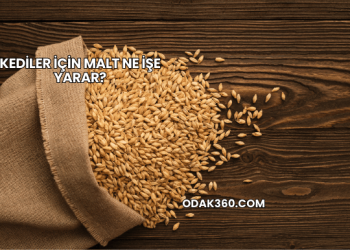 Kediler İçin Malt Ne İşe Yarar?