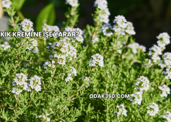 Kekik Kremi Ne İşe Yarar?