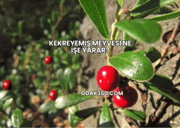 Kekreyemiş Meyvesi Ne İşe Yarar?