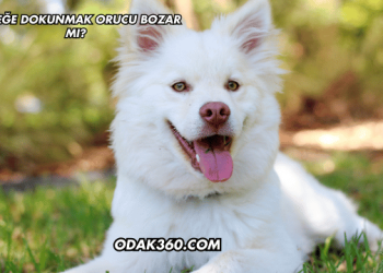 Köpeğe Dokunmak Orucu Bozar mı?