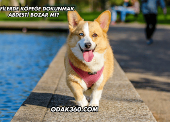 Şafilerde Köpeğe Dokunmak Abdesti Bozar mı?