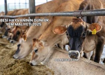 1 Besi Hayvanının Günlük Yem Maliyeti 2025