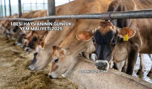1 Besi Hayvanının Günlük Yem Maliyeti 2025