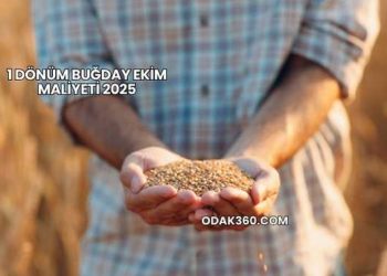 1 Dönüm Buğday Ekim Maliyeti 2025