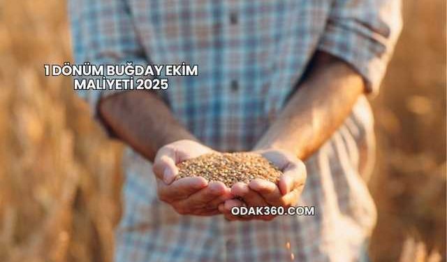 1 Dönüm Buğday Ekim Maliyeti 2025