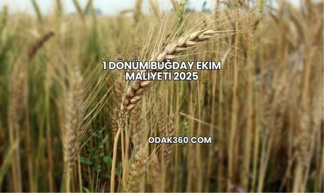1 Dönüm Buğday Ekim Maliyeti 2025
