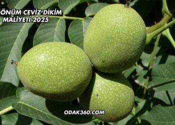1 Dönüm Ceviz Dikim Maliyeti 2025