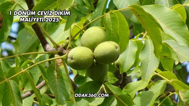 1 Dönüm Ceviz Dikim Maliyeti 2025